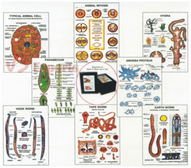 ZOOLOGY-I (Set of 8)
